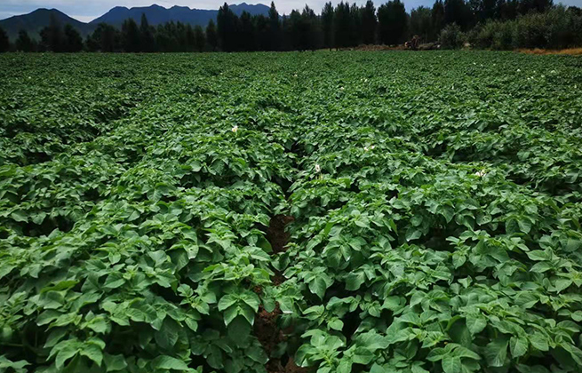 1640835380131784.jpg 巴林左旗薯豐洋農(nóng)業(yè)科技有限公司