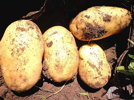 實驗一號馬鈴薯