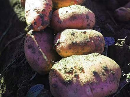 完美一號馬鈴薯