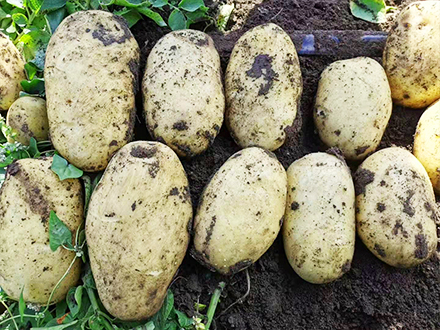 薯豐7號(hào)展示