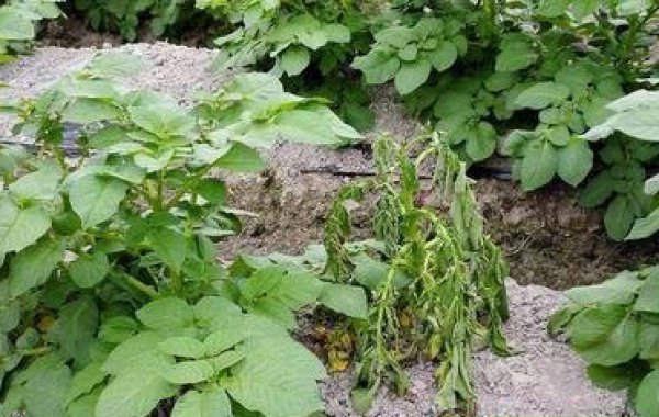 1640913076905499.jpg 馬鈴薯青枯病.jpg