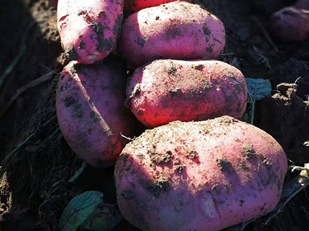 薯豐紅馬鈴薯