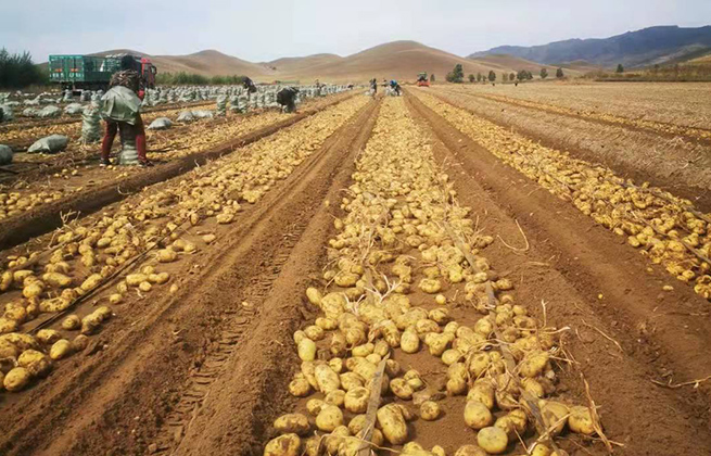 1640833925117662.jpg 馬鈴薯種子繁育種植基地