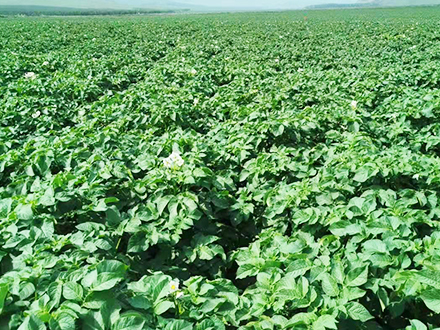赤峰馬鈴薯種植 赤峰馬鈴薯種植