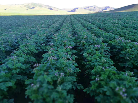 巴林左旗薯豐洋農業科技有限公司 巴林左旗薯豐洋農業科技有限公司